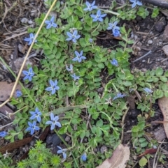 Lobelia pedunculata (Matted Pratia) at Cotter River, ACT - 27 Jan 2022 by WalterEgo