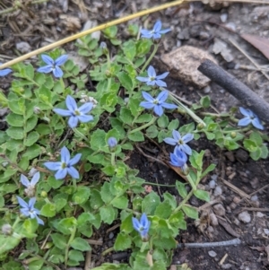 Lobelia pedunculata at Cotter River, ACT - 27 Jan 2022 11:03 AM