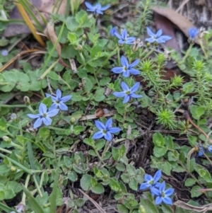 Lobelia pedunculata at Cotter River, ACT - 27 Jan 2022 11:03 AM