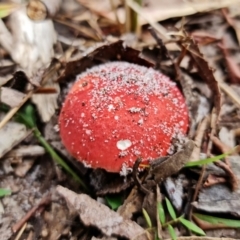 Unidentified Cap on a stem; gills below cap [mushrooms or mushroom-like] at Jervis Bay, JBT - 24 Jan 2022 by RobG1