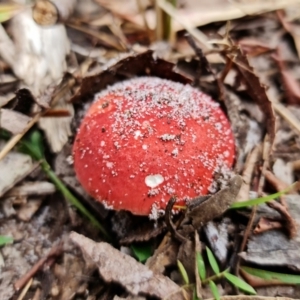 zz agaric (stem; gills white/cream) at Jervis Bay, JBT - 25 Jan 2022 10:35 AM