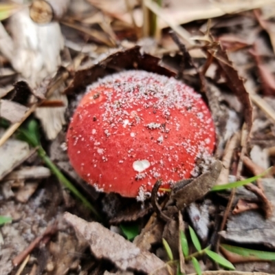 Unidentified Cap on a stem; gills below cap [mushrooms or mushroom-like] at Jervis Bay, JBT - 24 Jan 2022 by RobG1