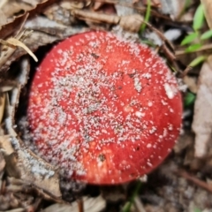 zz agaric (stem; gills white/cream) at Jervis Bay, JBT - 25 Jan 2022 10:35 AM
