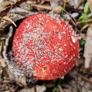 zz agaric (stem; gills white/cream) at Jervis Bay, JBT - 25 Jan 2022 10:35 AM