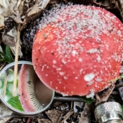 zz agaric (stem; gills white/cream) at Jervis Bay, JBT - 25 Jan 2022 10:35 AM