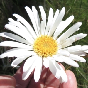 Celmisia tomentella at Cotter River, ACT - 20 Jan 2022