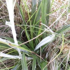 Celmisia tomentella at Cotter River, ACT - 20 Jan 2022