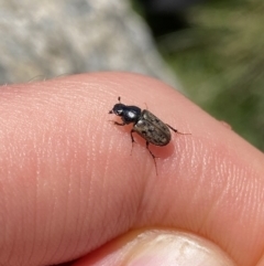 Podotenus sp. (genus) (A scarab beetle) at Kosciuszko, NSW - 21 Jan 2022 by NedJohnston