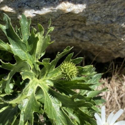 Ranunculus anemoneus (Anemone Buttercup) at Kosciuszko, NSW - 21 Jan 2022 by NedJohnston