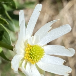Ranunculus anemoneus at Kosciuszko, NSW - 21 Jan 2022