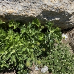 Ranunculus anemoneus at Kosciuszko, NSW - 21 Jan 2022