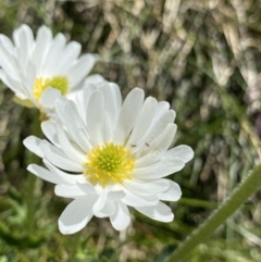 Ranunculus anemoneus (Anemone Buttercup) at Mt Kosciuszko Summit - 21 Jan 2022 by Ned_Johnston