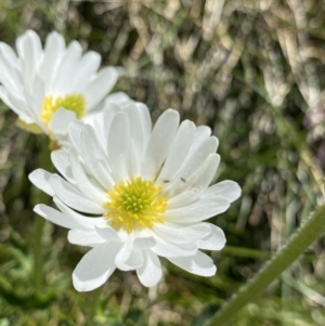 Ranunculus anemoneus at Kosciuszko, NSW - 21 Jan 2022 01:56 PM