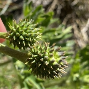 Ranunculus anemoneus at Kosciuszko, NSW - 21 Jan 2022