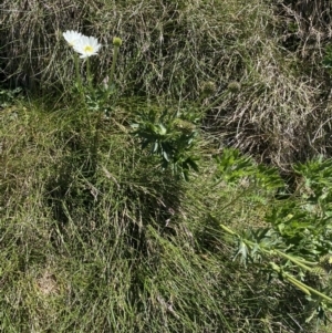 Ranunculus anemoneus at Kosciuszko, NSW - 21 Jan 2022 01:56 PM