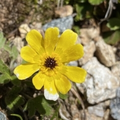 Ranunculus graniticola (Granite Buttercup) at Kosciuszko, NSW - 21 Jan 2022 by NedJohnston