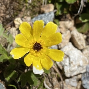 Ranunculus graniticola at Kosciuszko, NSW - 21 Jan 2022