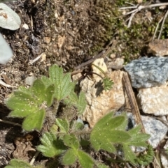 Ranunculus graniticola at Kosciuszko, NSW - 21 Jan 2022 12:32 PM