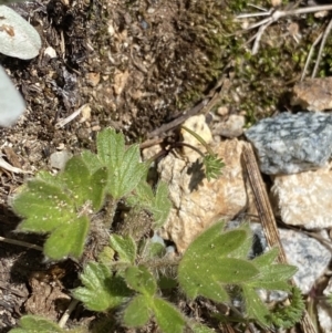 Ranunculus graniticola at Kosciuszko, NSW - 21 Jan 2022 12:32 PM