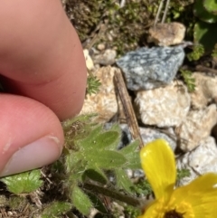 Ranunculus graniticola at Kosciuszko, NSW - 21 Jan 2022 12:32 PM