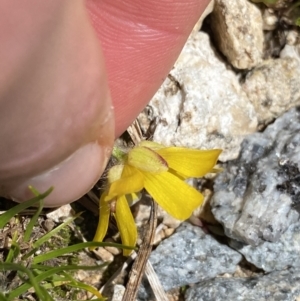 Ranunculus graniticola at Kosciuszko, NSW - 21 Jan 2022 12:32 PM