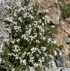 Cardamine robusta at Kosciuszko, NSW - 21 Jan 2022 by NedJohnston