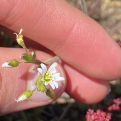 Cerastium glomeratum (Sticky Mouse-ear Chickweed) at Kosciuszko, NSW - 21 Jan 2022 by Ned_Johnston