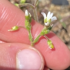 Cerastium glomeratum at Kosciuszko, NSW - 21 Jan 2022