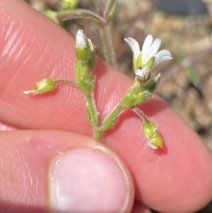 Cerastium glomeratum at Kosciuszko, NSW - 21 Jan 2022