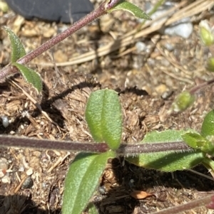 Cerastium glomeratum at Kosciuszko, NSW - 21 Jan 2022