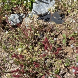 Cerastium glomeratum at Kosciuszko, NSW - 21 Jan 2022