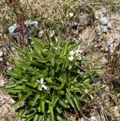 Viola betonicifolia (Mountain Violet) at Kosciuszko, NSW - 21 Jan 2022 by NedJohnston