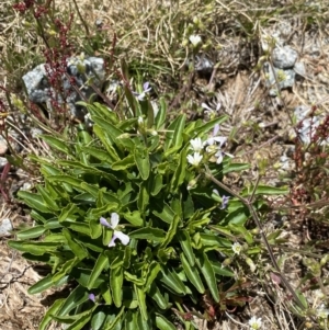 Viola betonicifolia at Kosciuszko, NSW - 21 Jan 2022 12:19 PM