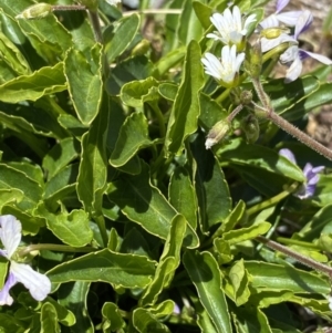 Viola betonicifolia at Kosciuszko, NSW - 21 Jan 2022