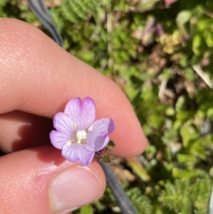 Epilobium gunnianum at Kosciuszko, NSW - 21 Jan 2022