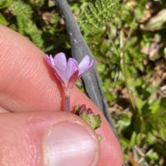 Epilobium gunnianum at Kosciuszko, NSW - 21 Jan 2022