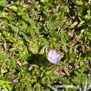 Epilobium gunnianum at Kosciuszko, NSW - 21 Jan 2022