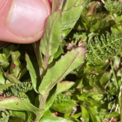 Epilobium gunnianum at Kosciuszko, NSW - 21 Jan 2022