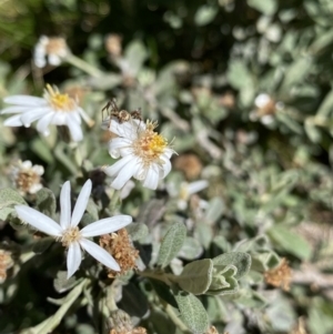 Olearia phlogopappa subsp. flavescens at Kosciuszko, NSW - 21 Jan 2022 12:06 PM