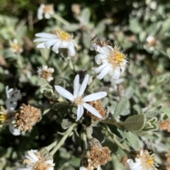 Olearia phlogopappa subsp. flavescens at Kosciuszko, NSW - 21 Jan 2022 12:06 PM