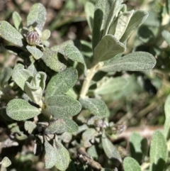 Olearia phlogopappa subsp. flavescens at Kosciuszko, NSW - 21 Jan 2022 12:06 PM