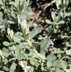 Olearia phlogopappa subsp. flavescens at Kosciuszko, NSW - 21 Jan 2022 12:06 PM