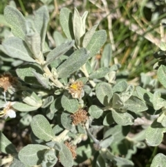 Olearia phlogopappa subsp. flavescens at Kosciuszko, NSW - 21 Jan 2022