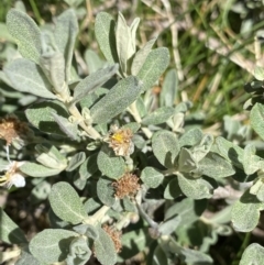 Olearia phlogopappa subsp. flavescens at Kosciuszko, NSW - 21 Jan 2022 12:06 PM