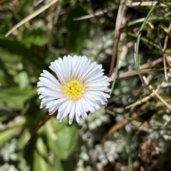 Pappochroma nitidum (Sticky Fleabane) at Kosciuszko National Park - 21 Jan 2022 by Ned_Johnston