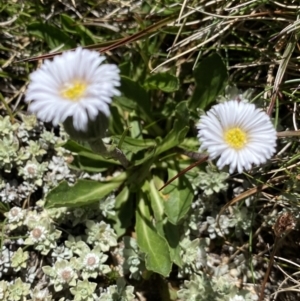 Pappochroma nitidum at Kosciuszko National Park, NSW - 21 Jan 2022 12:00 PM