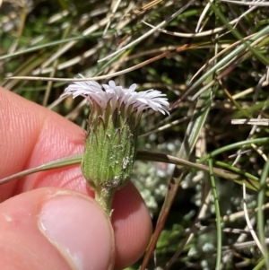 Pappochroma nitidum at Kosciuszko National Park, NSW - 21 Jan 2022