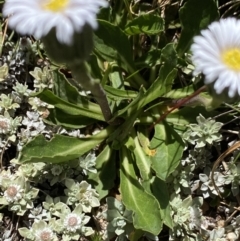 Pappochroma nitidum at Kosciuszko National Park, NSW - 21 Jan 2022