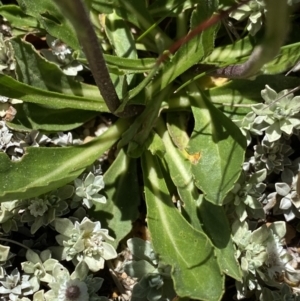 Pappochroma nitidum at Kosciuszko National Park, NSW - 21 Jan 2022