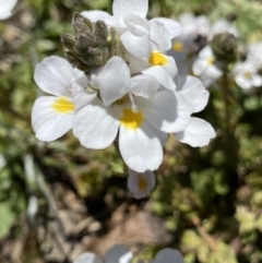 Euphrasia collina subsp. glacialis (Snow Eyebright) at Kosciuszko National Park, NSW - 21 Jan 2022 by Ned_Johnston